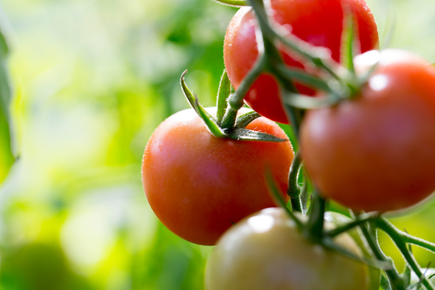 the-mustang-opinion-the-only-correct-pronunciation-of-tomato